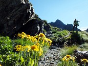 13 Arnica montana